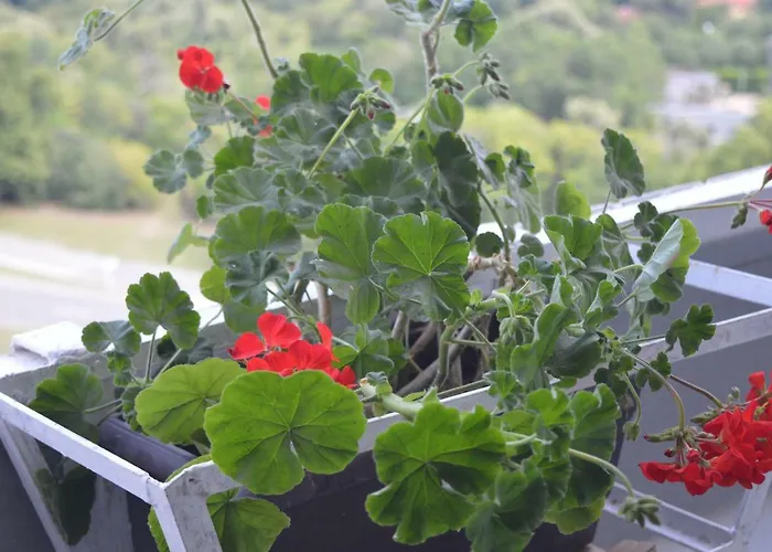 Happy Vacation 2 Varna